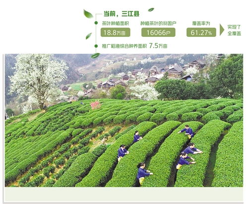 广西三江 种茶种稻 致富可靠